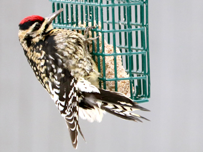 Photo of: bird on feeder