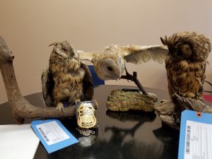 Photo of Seized Stuffed Owl