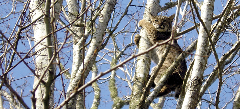 Photo of: bobcat in a tree