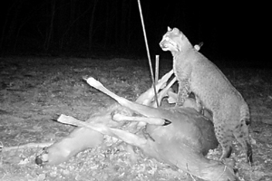 Photo of: bobcat hunting at night