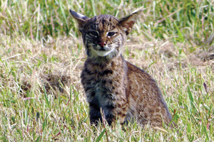 Photo of kitten in grass