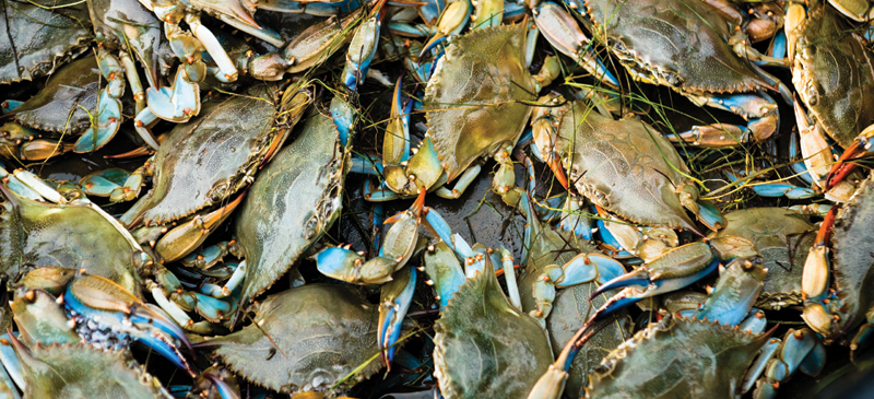 Photo of: Blue crabs harvested near the Honga River in Somerset County, Md