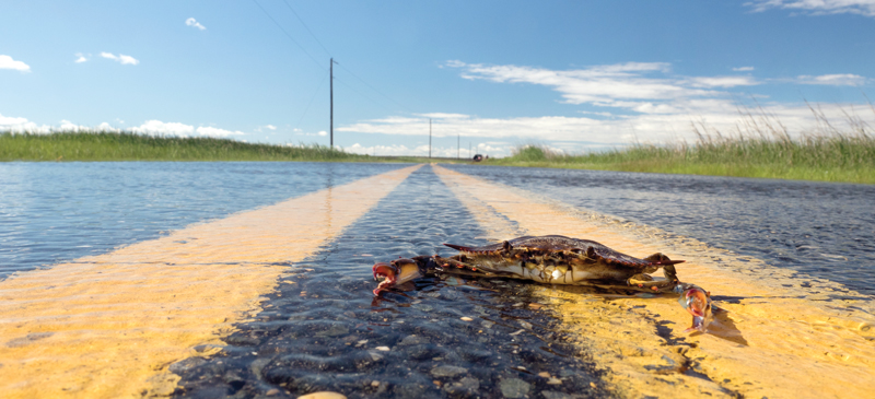 Photo of crab on wet road