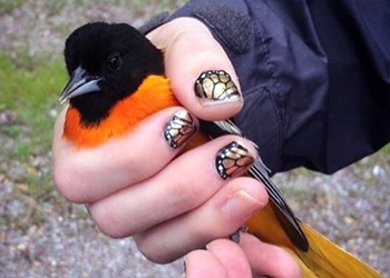 Photo of oriole being held