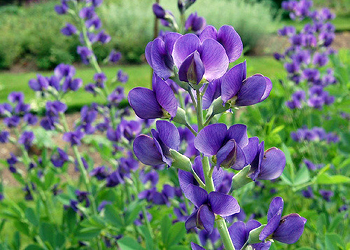 Photo of tall purple flowers