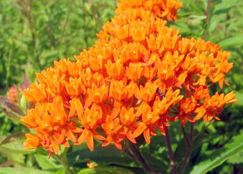 Photo of orange flowers
