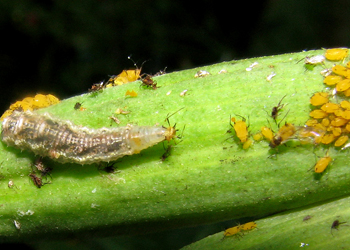 Photo of fly larvae