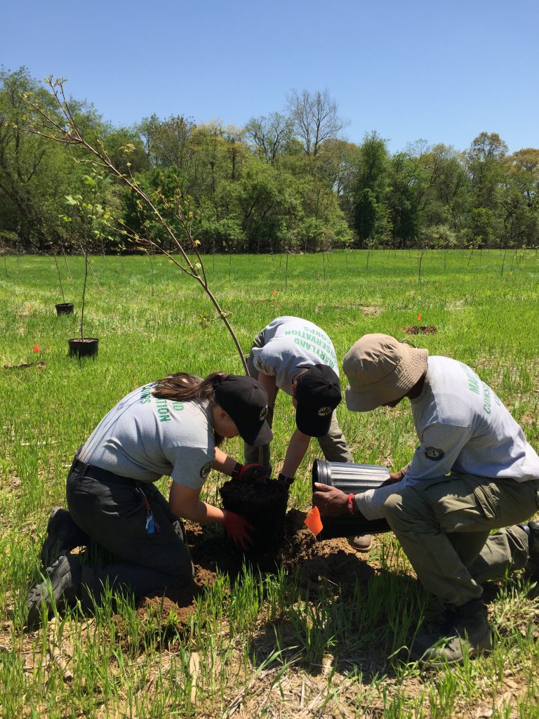 Photo of corps members planting a tree