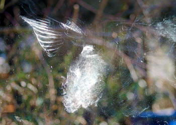 Photo of mark left by bird that hit window