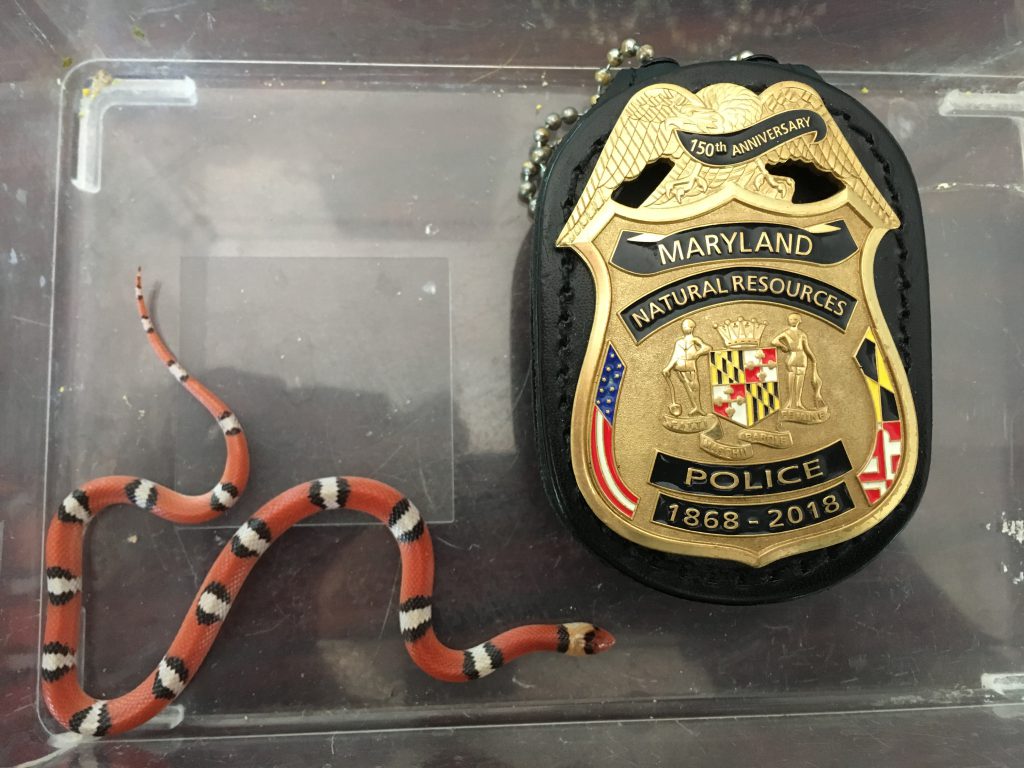 Photo of snake confiscated by police