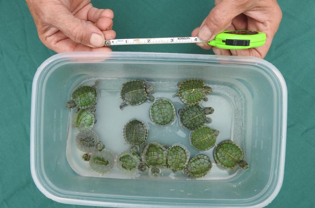 Photo of small turtles