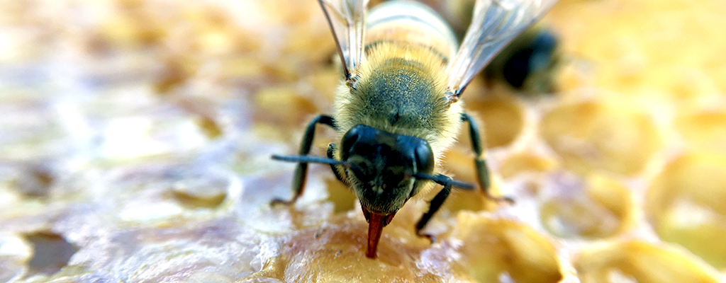 Photo of bee close up