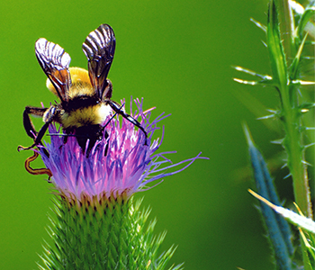 Photo of bee in purple flower
