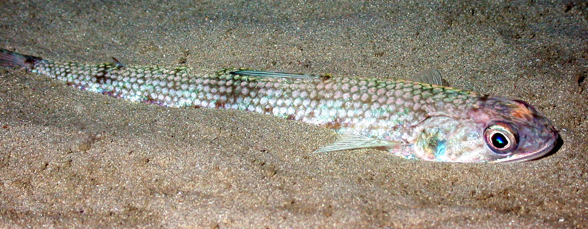 Photo of long fish in sand