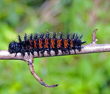 Photo of fuzzy black and orange caterpillar