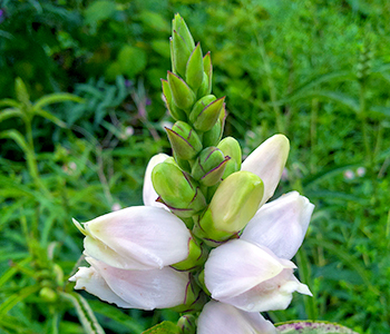 Photo of pointed white flower