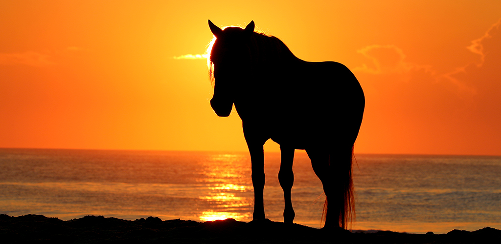 Photo of horse on beach