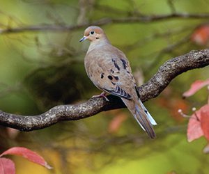 Photo of: mourning dove in tree