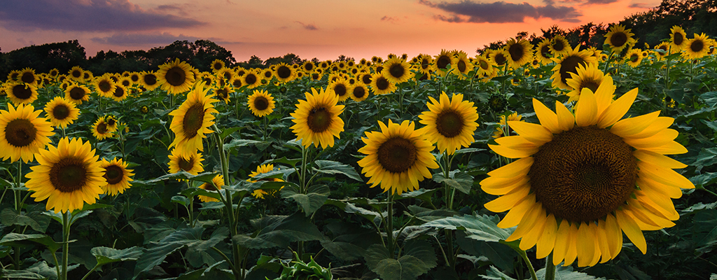 Photo of sunflower field at sunset