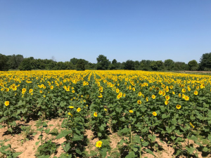 Photo of sunflower field