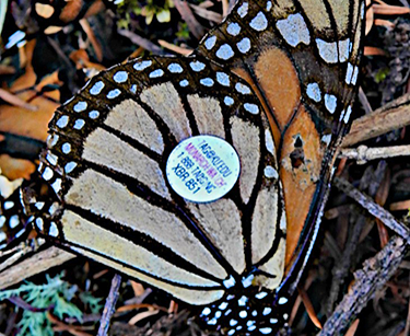 Tagged Monarch Butterfly