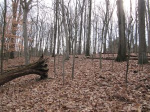 Photo of wooded property in northern Baltimore County