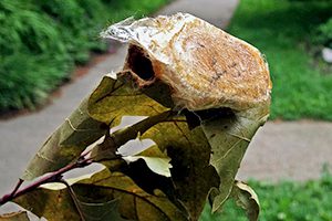 Photo of moth cocoon on leaf