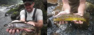 Photo of A 12-inch trophy brook trout and a colorful wild brown trout collected in the Savage River.
