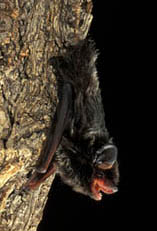 Silver-haired Bat - Photo by Dr. J. Scott Altenbach