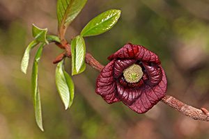 Photo of deep red flower and green leaves on branch
