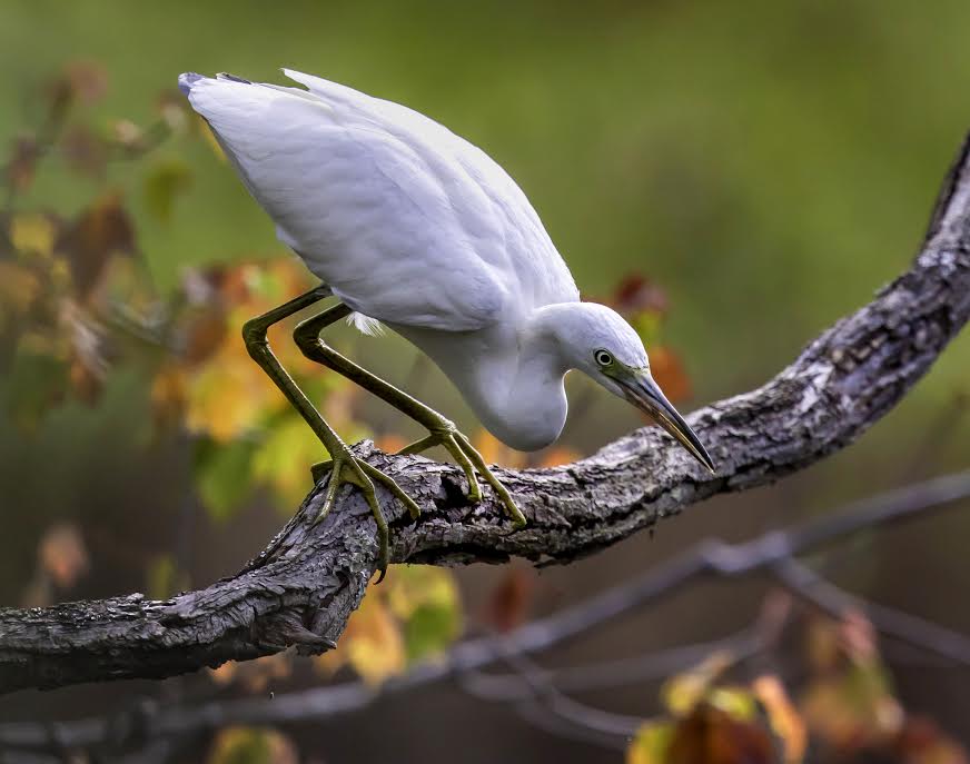 Photo of Little Blue Heron Ready to Pounce by Kevin Moore