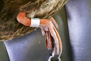 photo of tracking band on duck's leg