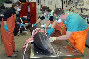 photo of scientists dissecting stranded dolphin