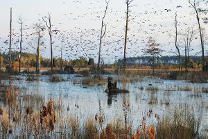photo of birds flying above wetland