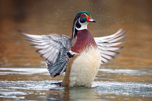 Photo of duck taking off from water