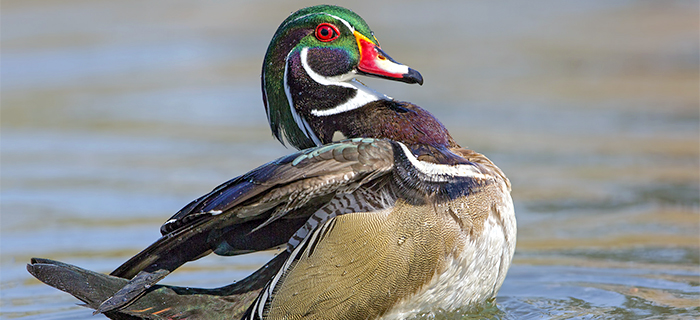 Photo of colorful duck