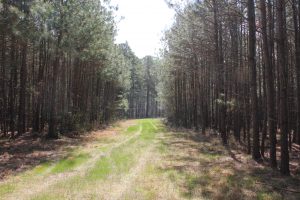 Photo of forestland property protected by conservation easement in Wicomico County