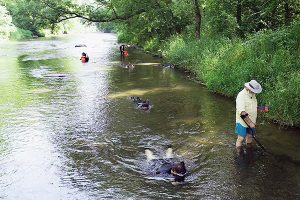 Photo of biologists looking for mussels in water