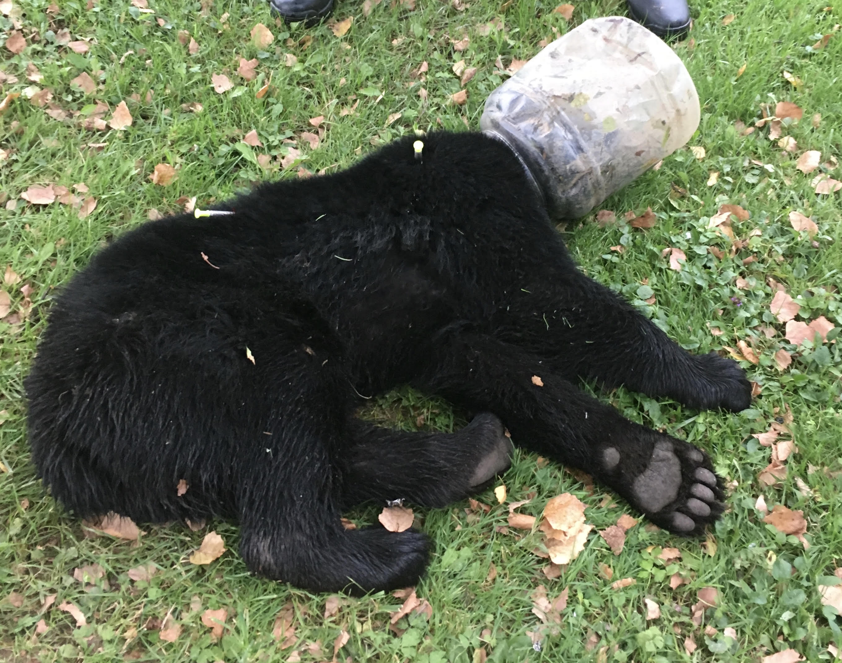 Photo of a black bear
