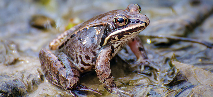photo of small brown frog