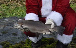 Photo of Santa Claus holding a fish