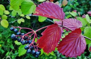 Photo of dark berries and red leaves