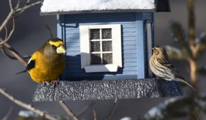 photo of birds at feeder