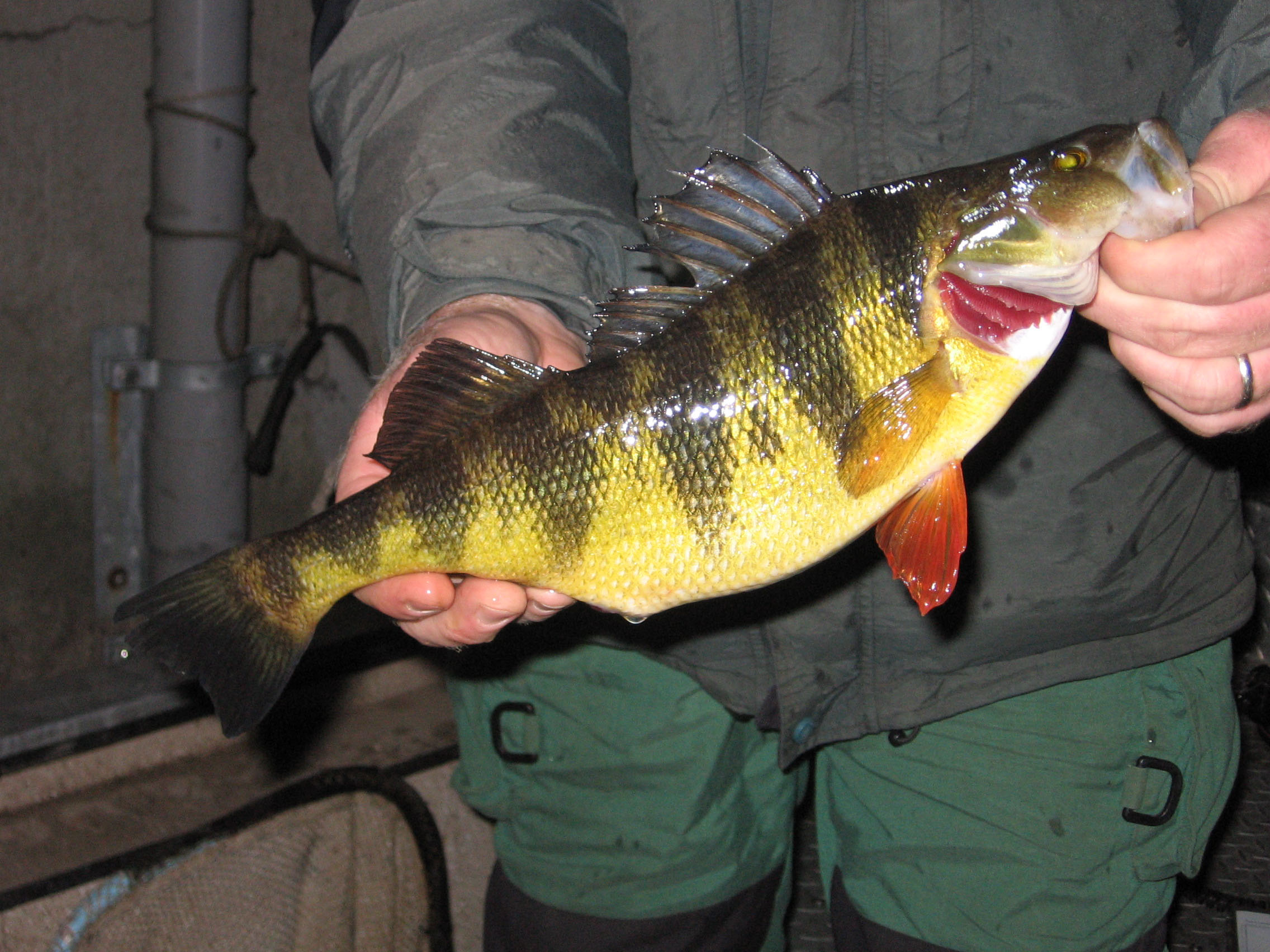 11 TIPS for Yellow Perch Fishing Fishing the Spring Spawning Run