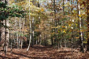 Photo of forested land on Egolf property in Anne Arundel County