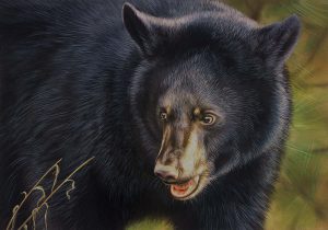 Illustration of black bear, "Explorer" by Rebecca Latham of Hastings, Minn., winner of the 23rd Annual Maryland Black Bear Conservation Stamp Design Contest