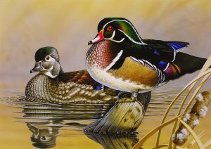 Illustration of wood ducks,“The Resting Place" by Gerald Putt, of Boiling Springs, Pa, winner of the 45th Annual Maryland Migratory Game Bird Stamp Design Contest.