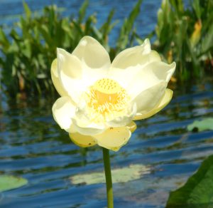 Photo of lotus in bloom