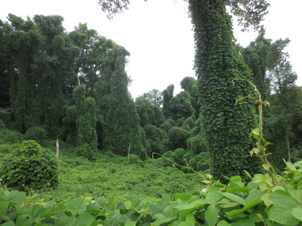 Photo of kudzu overtaking forest