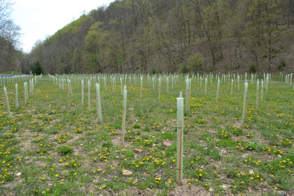 Photo of riparian buffer planting